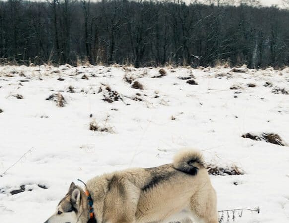 Beautiful siberian dog exploring the snowy landscape of Russia during New Year's Eve