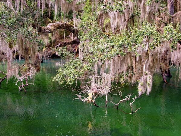 Manatees swimming at Blue Springs State Park in Florida