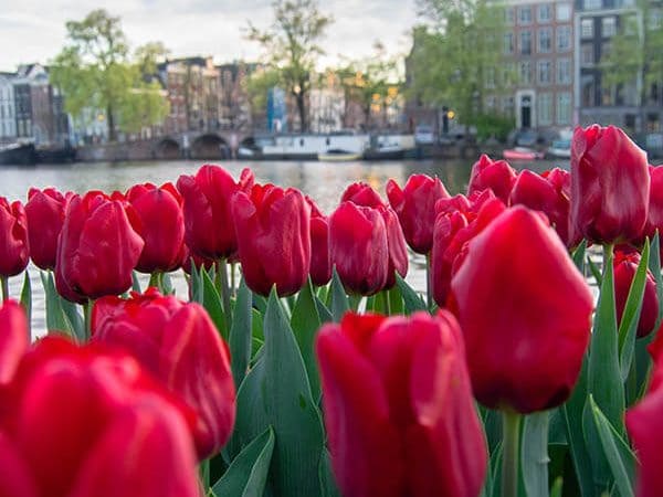 During April, Amsterdam is full of tulips along its canals. If you love tulips, you should visit Amsterdam in spring! #travel #amsterdam #holland