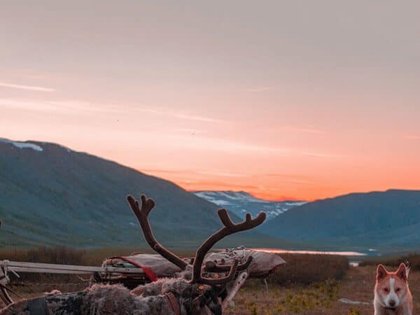 Dog exploring beautiful Siberian landscape in Russia