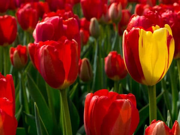 Beautiful tulips in bloom seen in the fields near Keukenhof, an easy trip from Schiphol Airport!