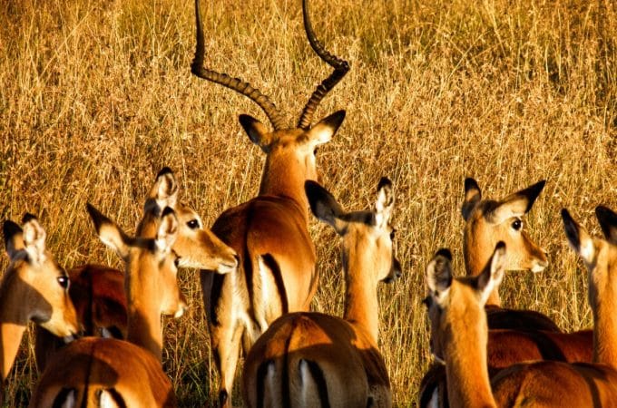 8 Countries You Should Visit for Remarkable Wildlife Holidays