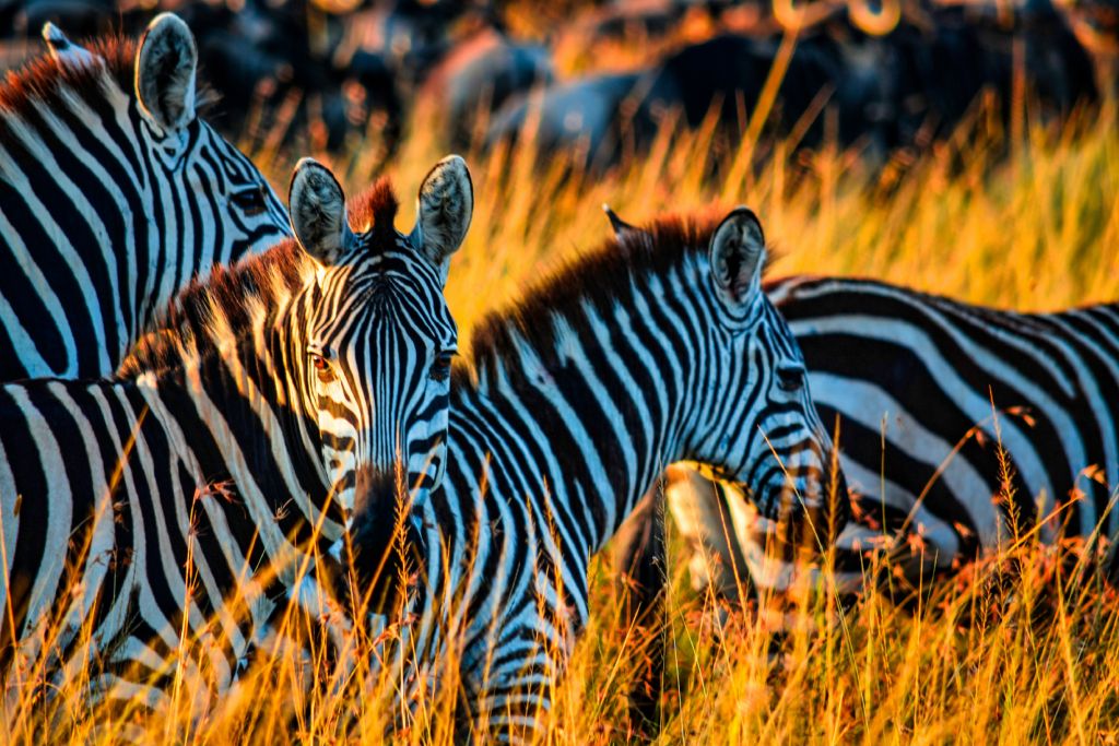 Destinations in Africa for Amazing Wildlife Experiences;Kenya,Zebra on brown grass field