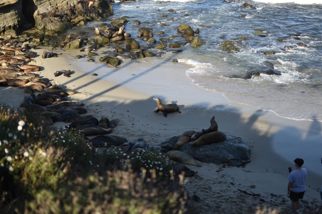 Best Cheap Warm Places to Visit in February in the USA ,La Jolla, California