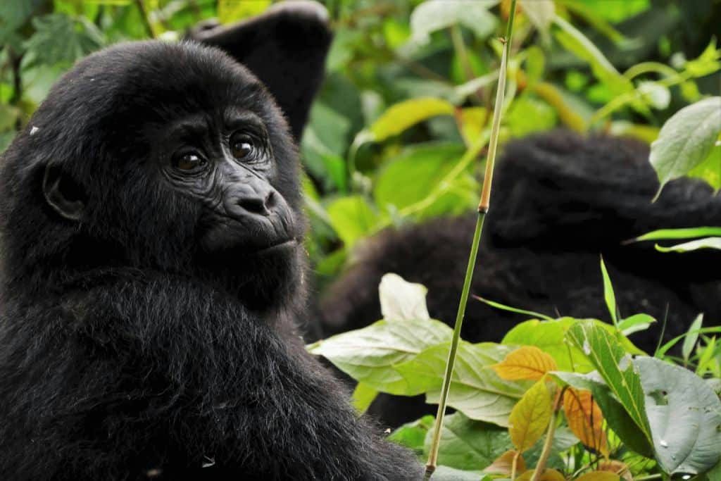 Destinations in Africa for Amazing Wildlife Experiences,Uganda Black Gorilla in green leaves