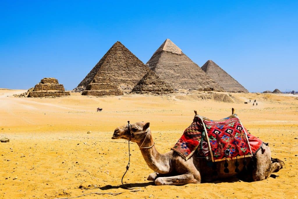 Most Terrifying Haunted Locations in Egypt-Camel lying in the ground on the background of pyramids of Giza