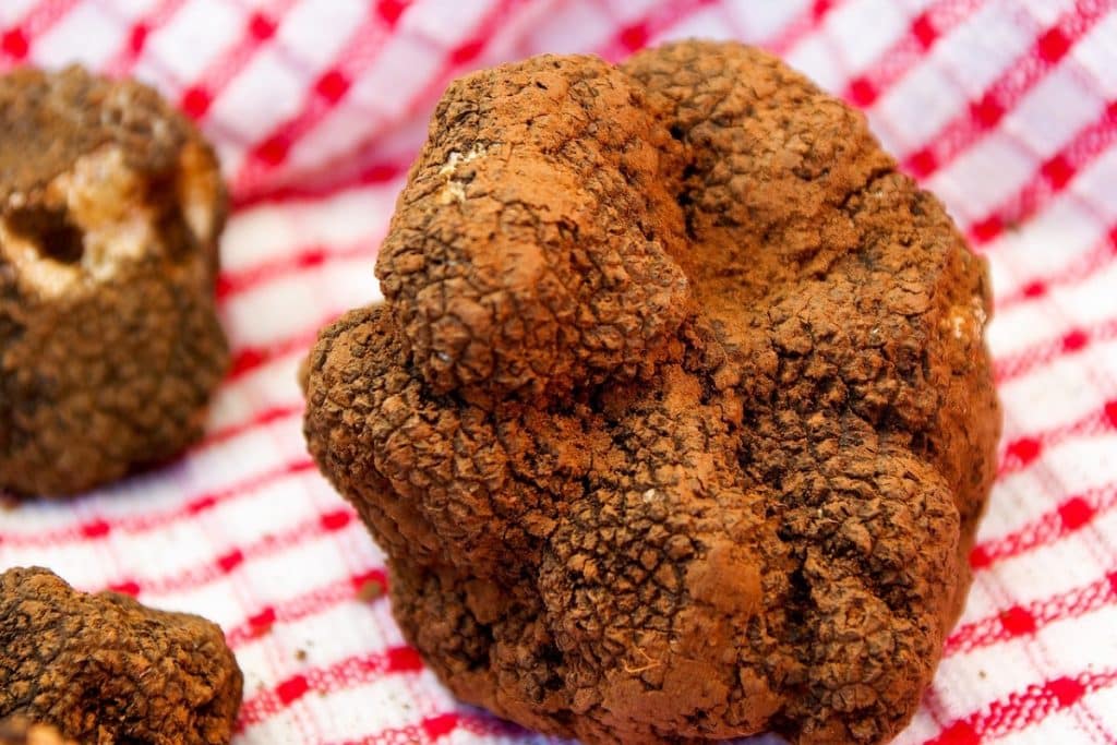Amsterdam Mushrooms: A Psychedelic Journey Through Culture, History, and Flavor