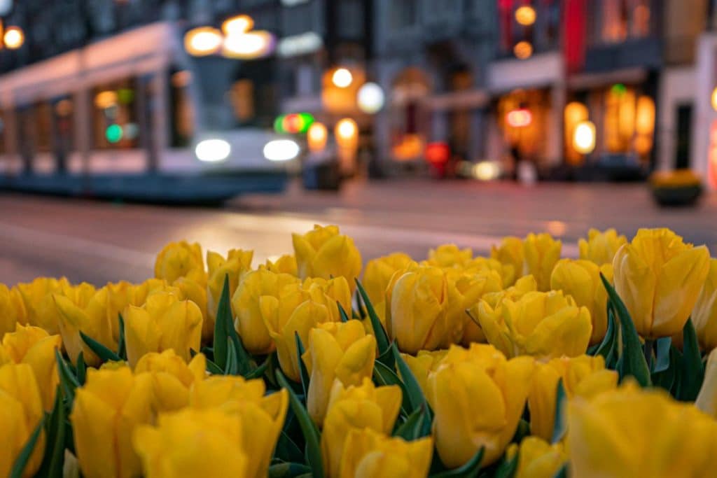 Discover Amsterdam Tulip Season: Blooms, Culture, and Beyond!