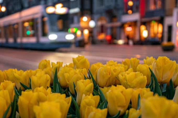 Discover Amsterdam Tulip Season: Blooms, Culture, and Beyond!