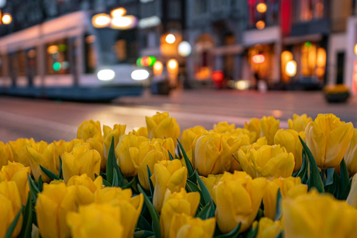 Discover Amsterdam Tulip Season: Blooms, Culture, and Beyond!