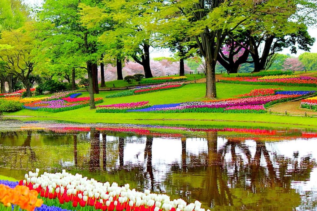 Tips for Visiting Amsterdam Tulip Season