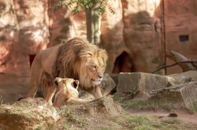ARTIS Amsterdam Royal Zoo: Where History Meets Wildlife Wonder