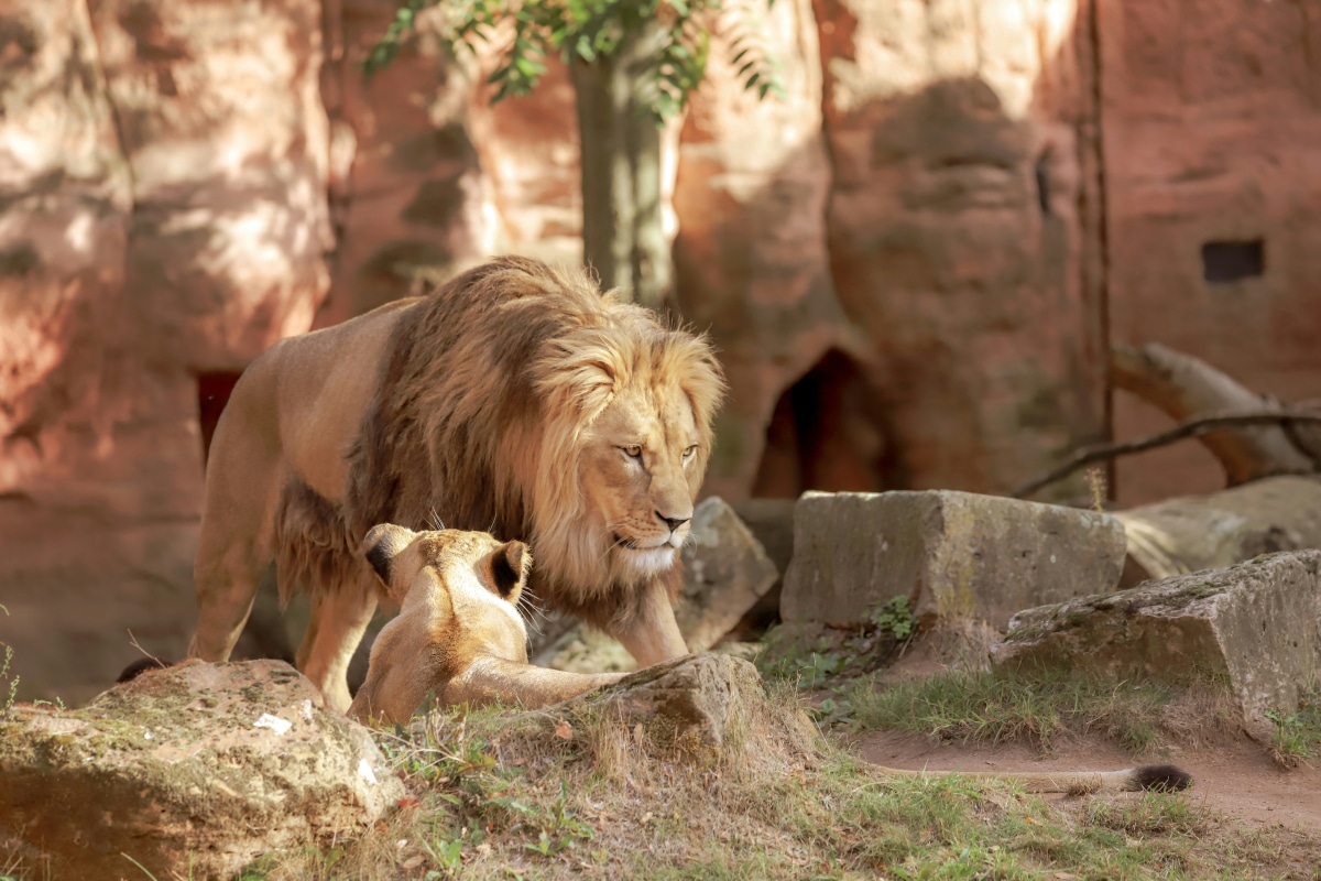 ARTIS Amsterdam Royal Zoo: Where History Meets Wildlife Wonder