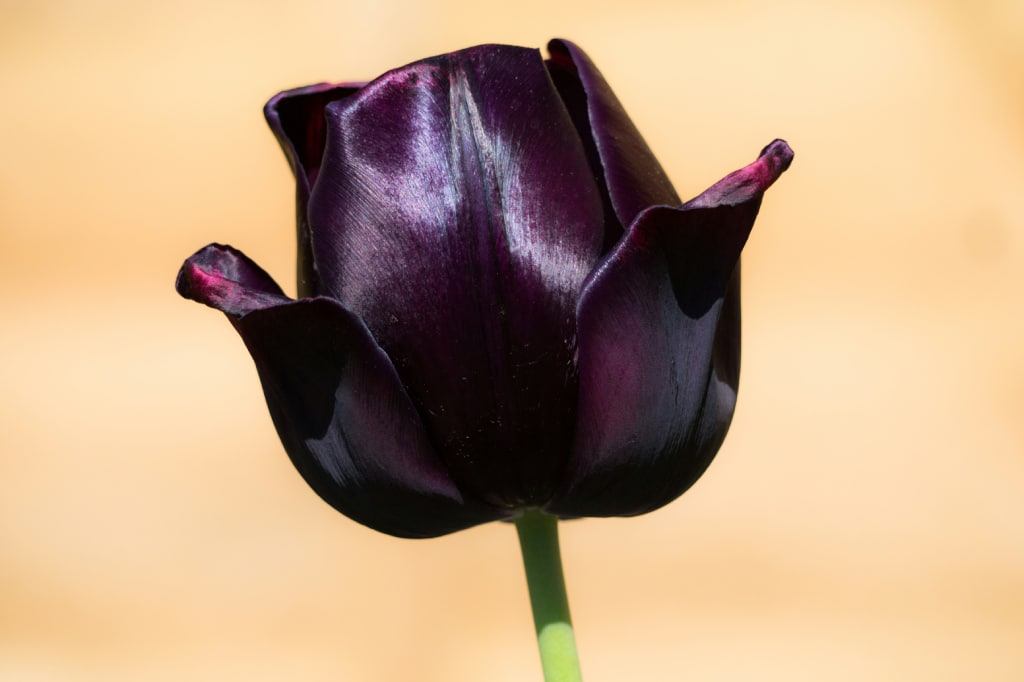 Black Tulips: Mystique and Elegance