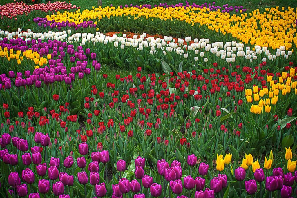 What Color Are Tulips? Discover the Rainbow of Dutch Floral Wonders