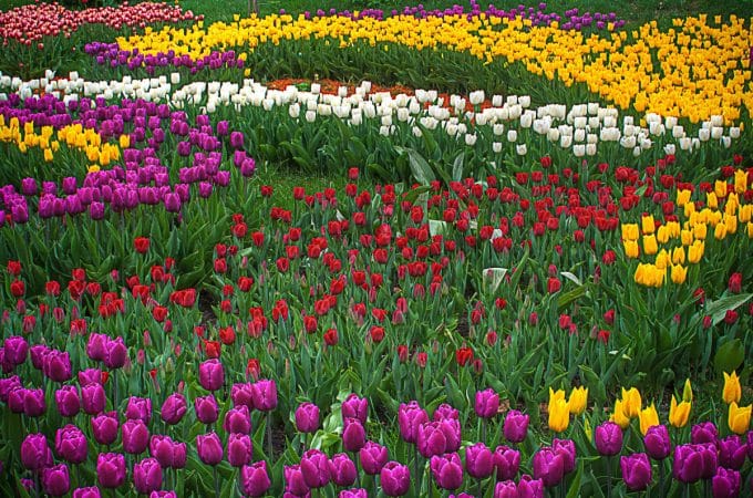 What Color Are Tulips? Discover the Rainbow of Dutch Floral Wonders