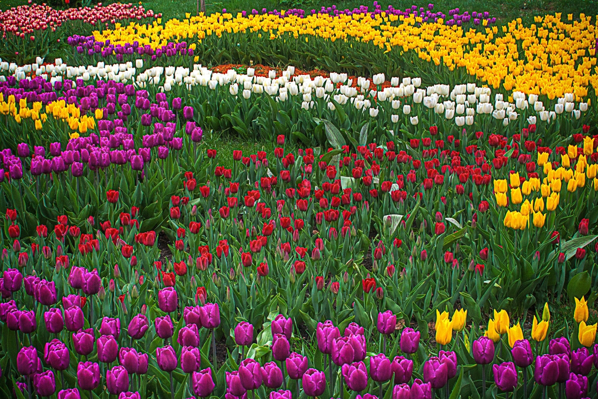 What Color Are Tulips? Discover the Rainbow of Dutch Floral Wonders