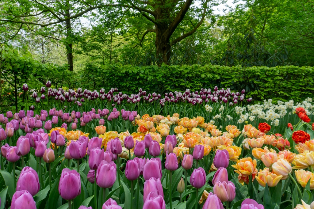 Keukenhof Gardens: The Crown Jewel