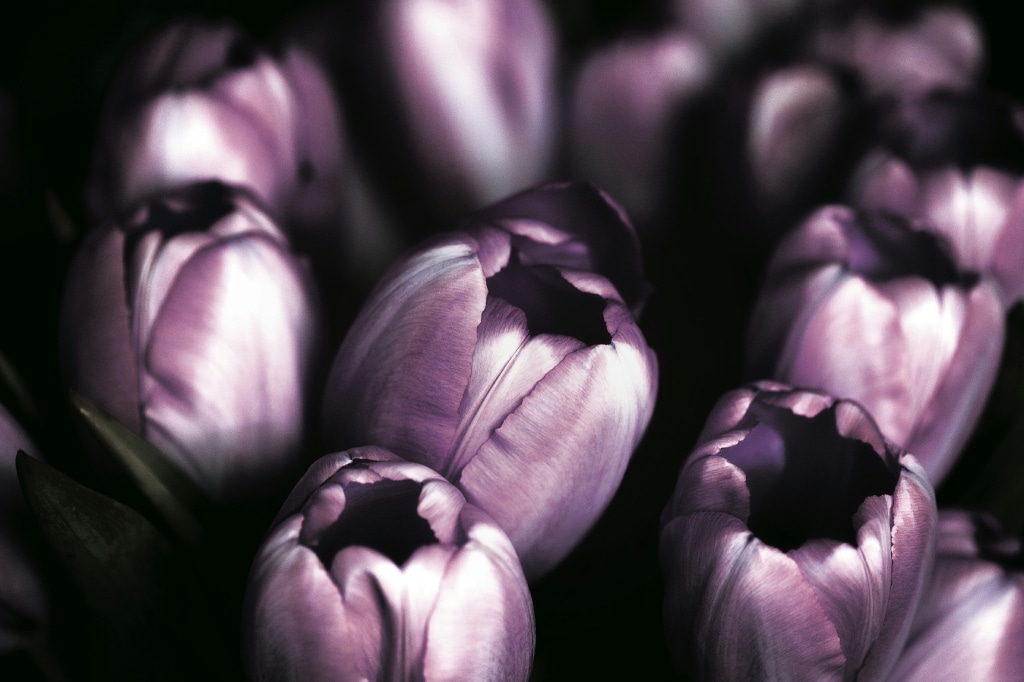 Rare and Unique Tulip Shades