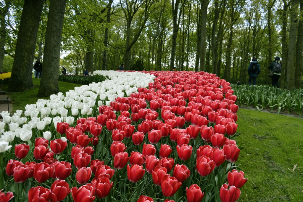 Planning Tips for Tulip Season
