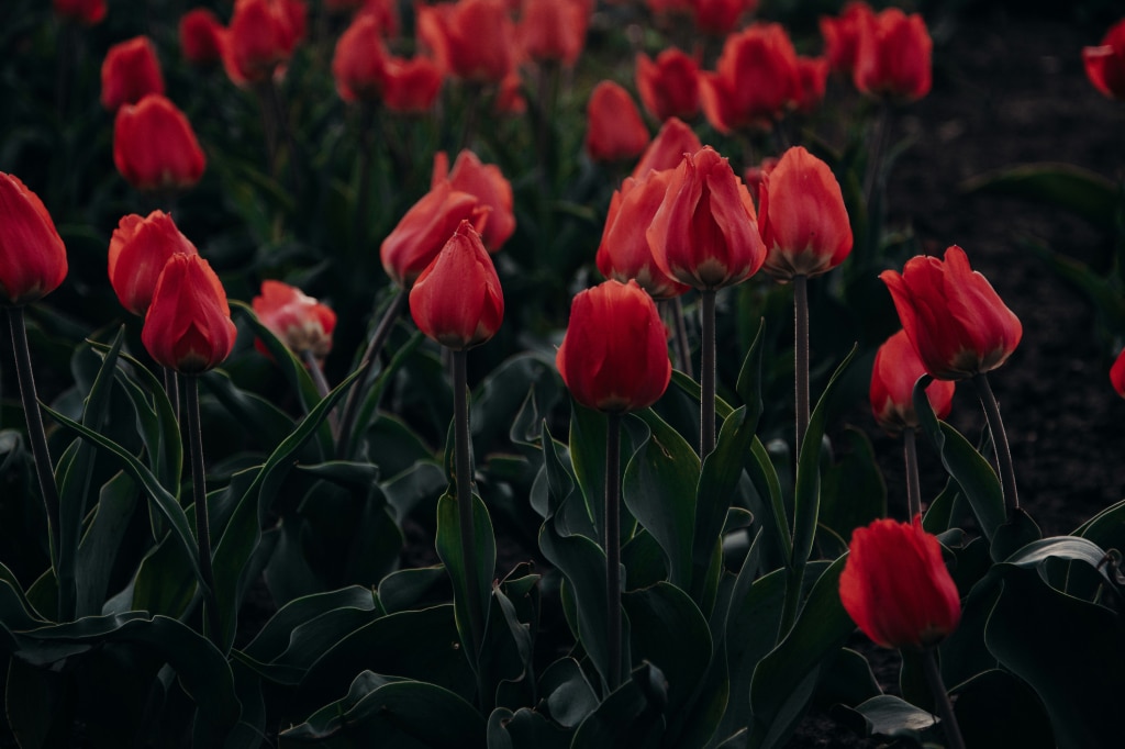 The Palette of Emotions: What Each Tulip Color Means
