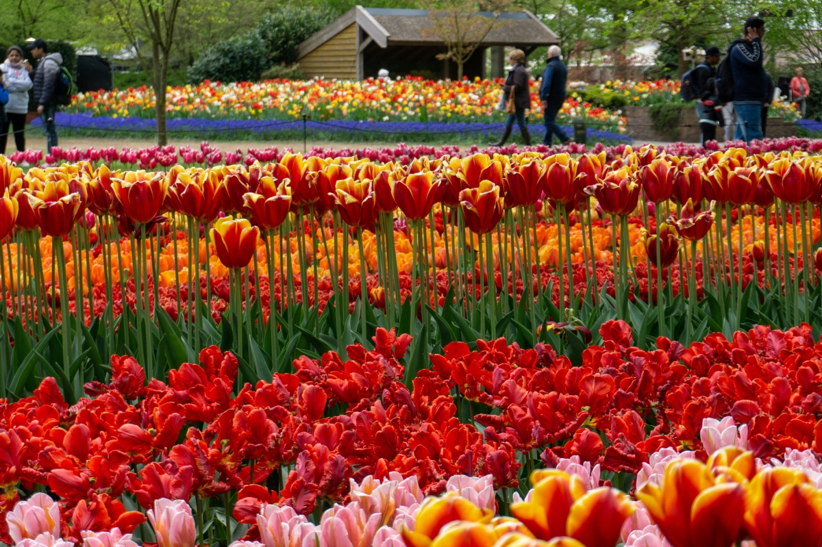 When is Tulip Season in Amsterdam? Your Complete Guide