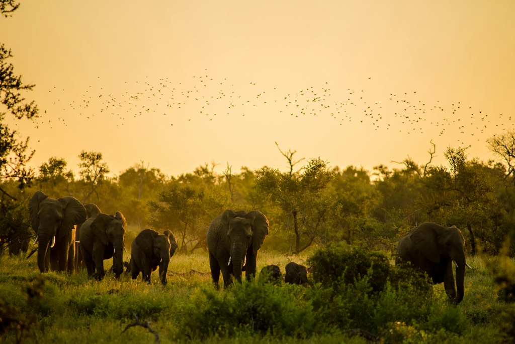 Africa: The Kruger National Park - Elephants at sunset in Kruger Park