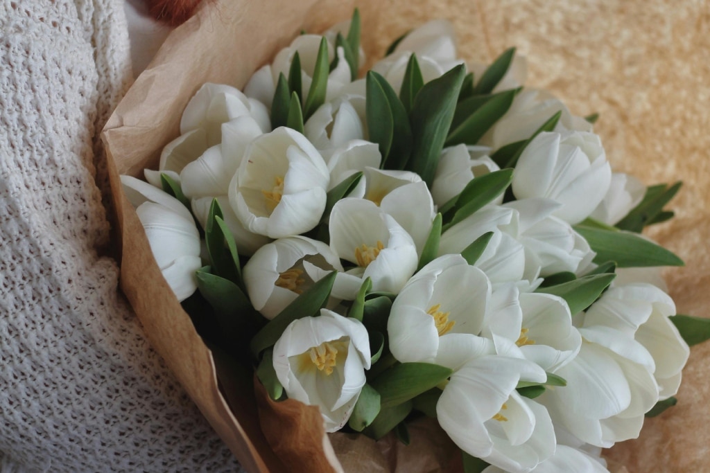 The Layers of Meaning Behind a White Tulip