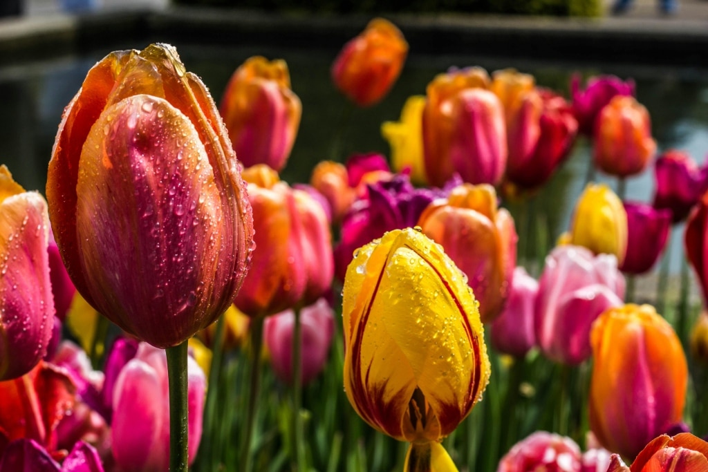 Where to Find the Most Breathtaking Tulip Fields