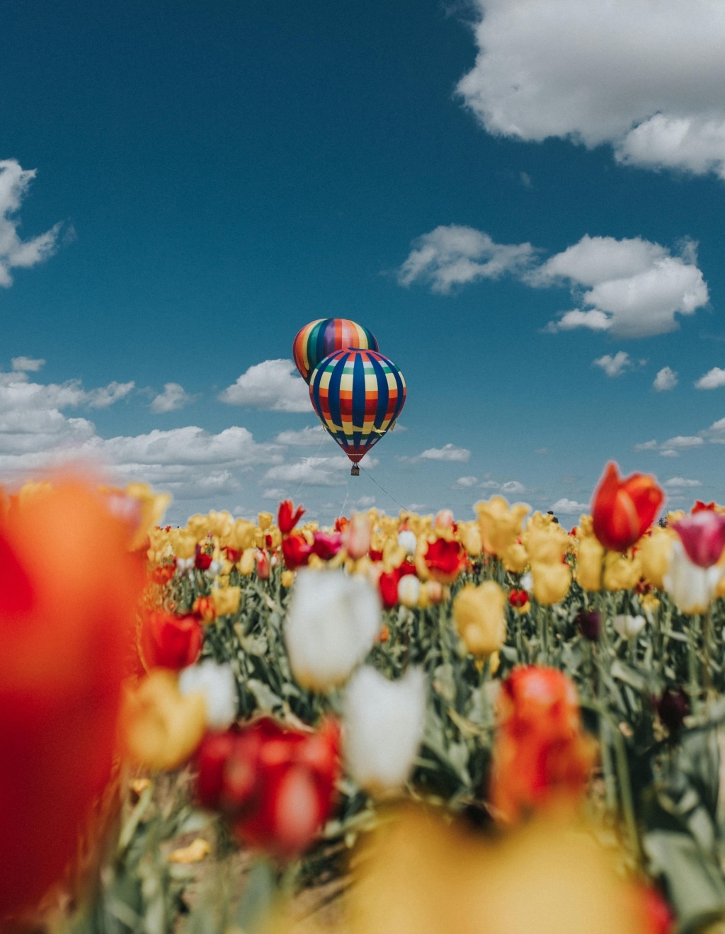 Tulip Photography: How to Capture the Magic