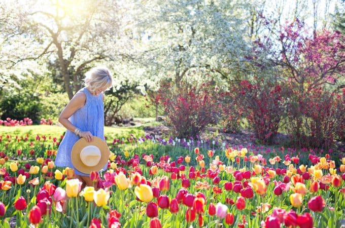 Are Tulips in Season? Discover Spring’s Blooming Magic