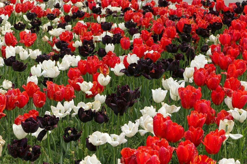 Environmental Influences: Nature’s Role in Color Expression