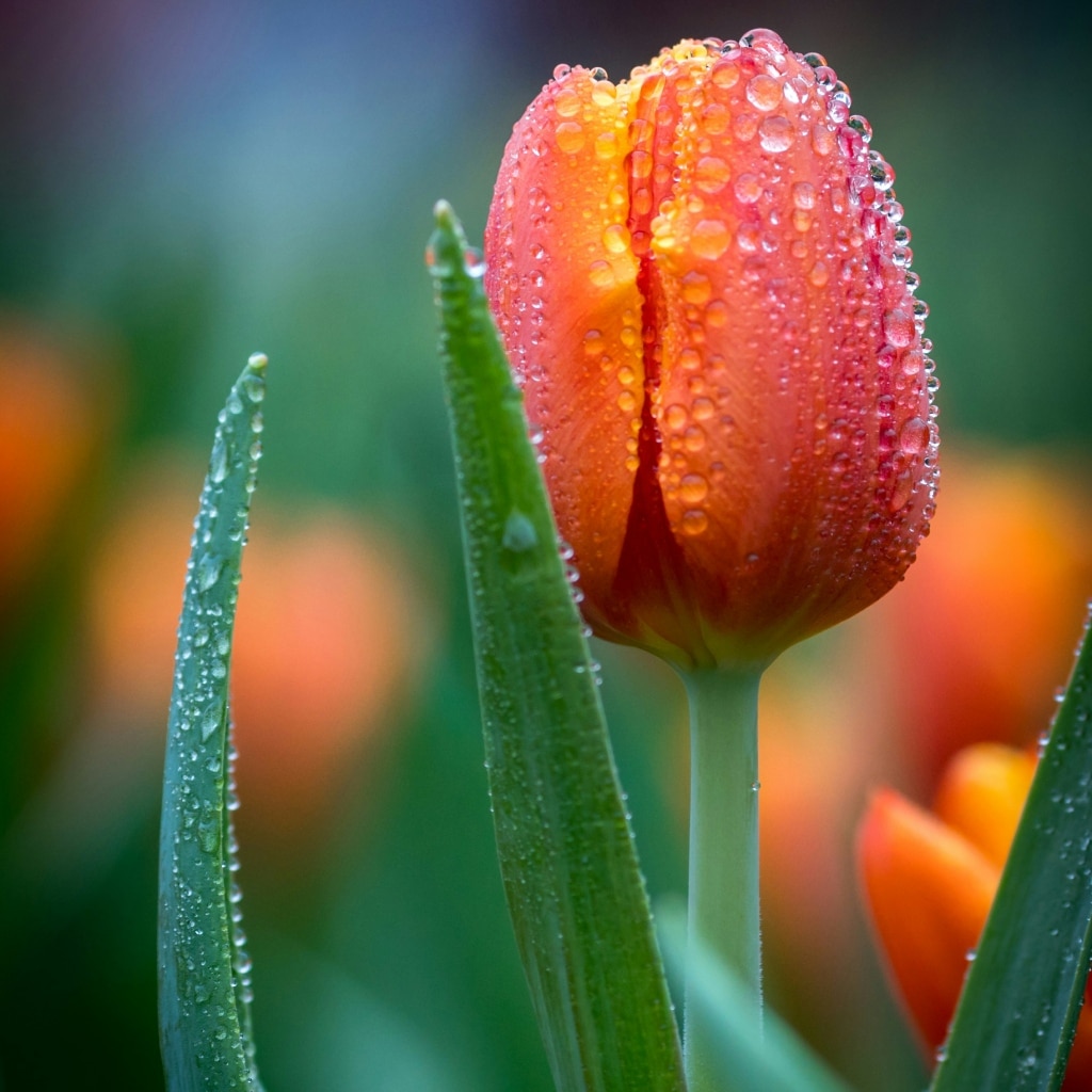 A Detailed Look at Tulip Color Variations