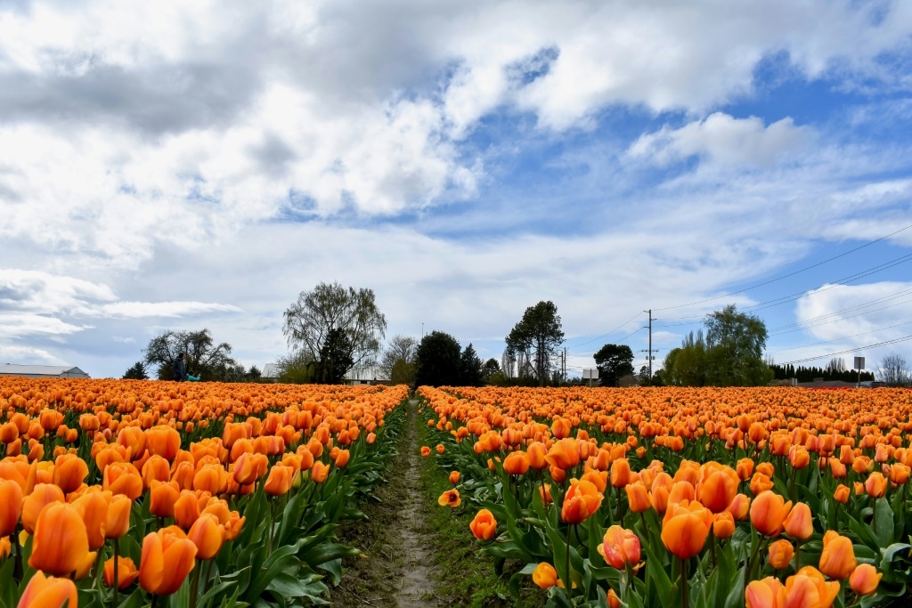 Travel Insider Secrets: Exploring Tulip Hotspots  - Skagit Valley Tulip Festival, West Kincaid Street, Mount Vernon, WA, USA