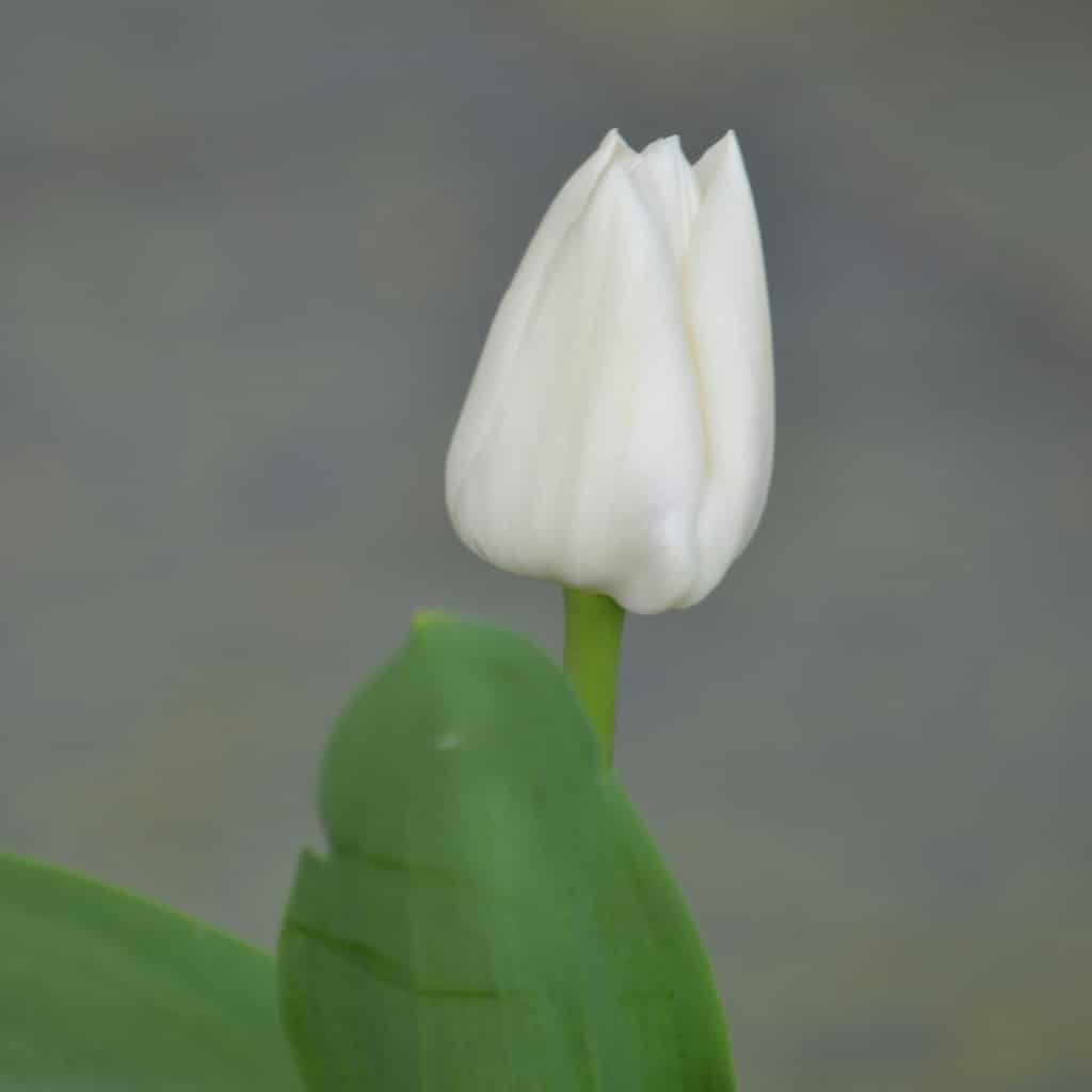 White Elegance: Pure, Creamy, and Timeless