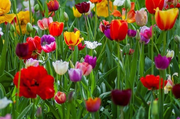 What Colors Do Tulips Come In? Discover Their Vibrant Spectrum