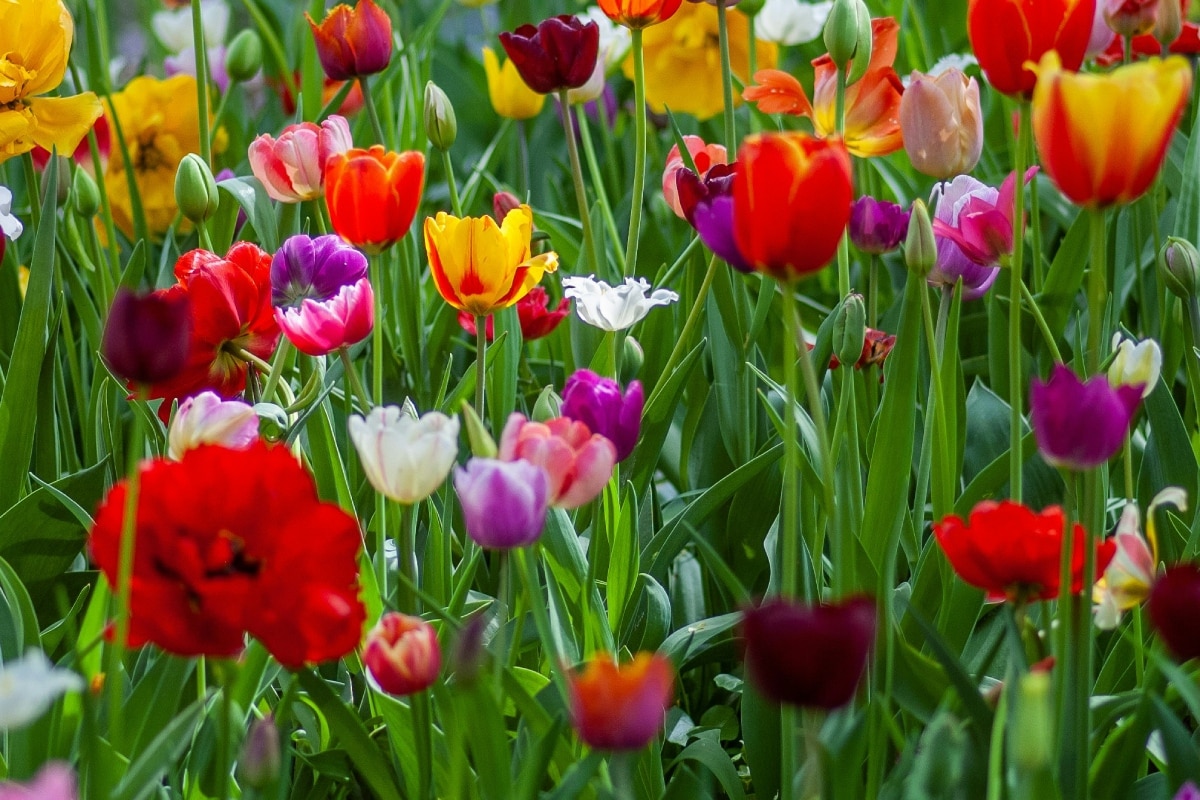 What Colors Do Tulips Come In? Discover Their Vibrant Spectrum