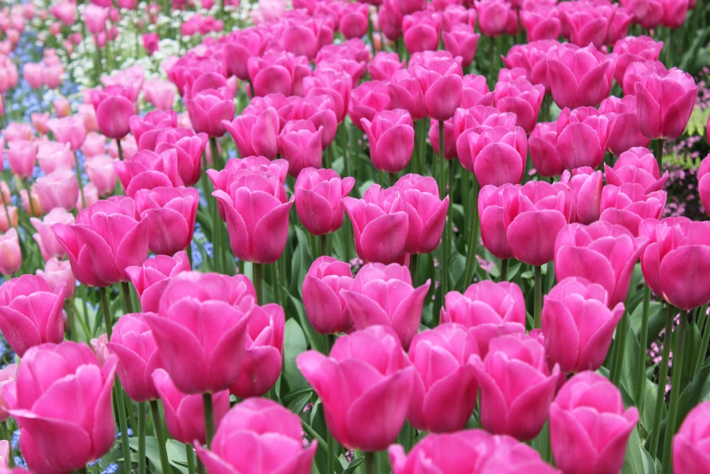 Cultural and Historical Significance of pink tulips