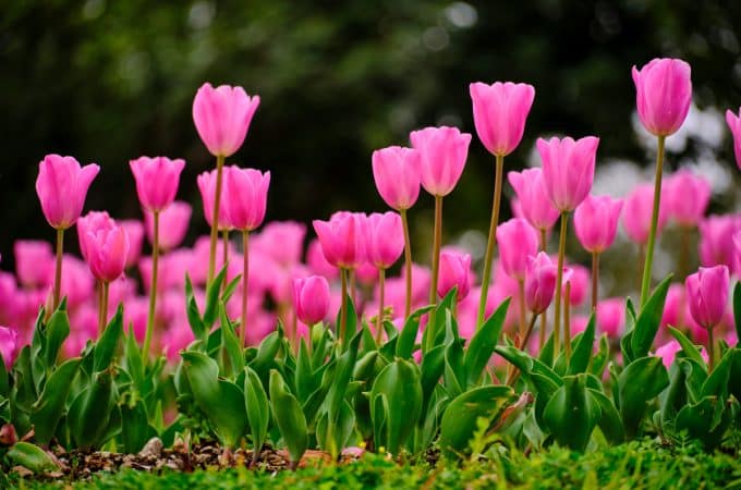 Pink Tulip Meaning: Symbolism, History, and Where to See Them Bloom