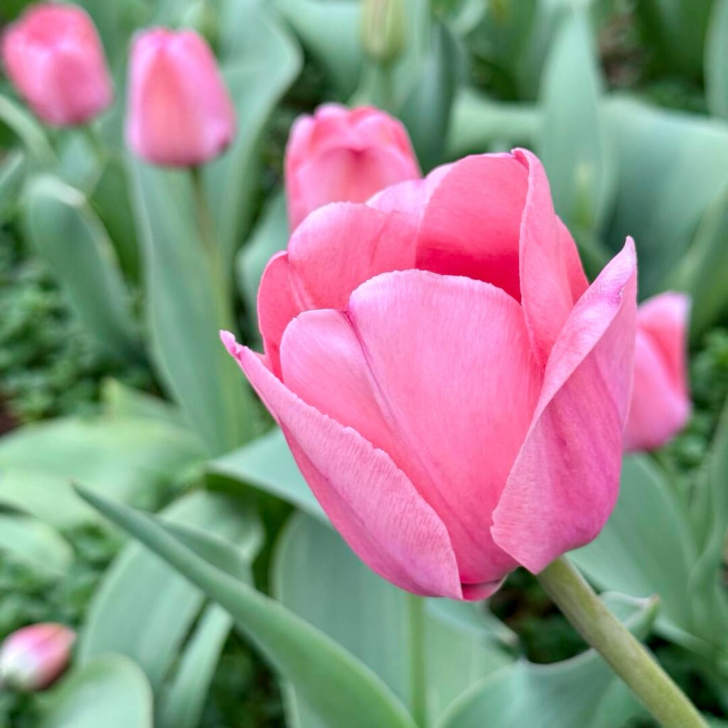 The Rich Symbolism of Pink Tulips