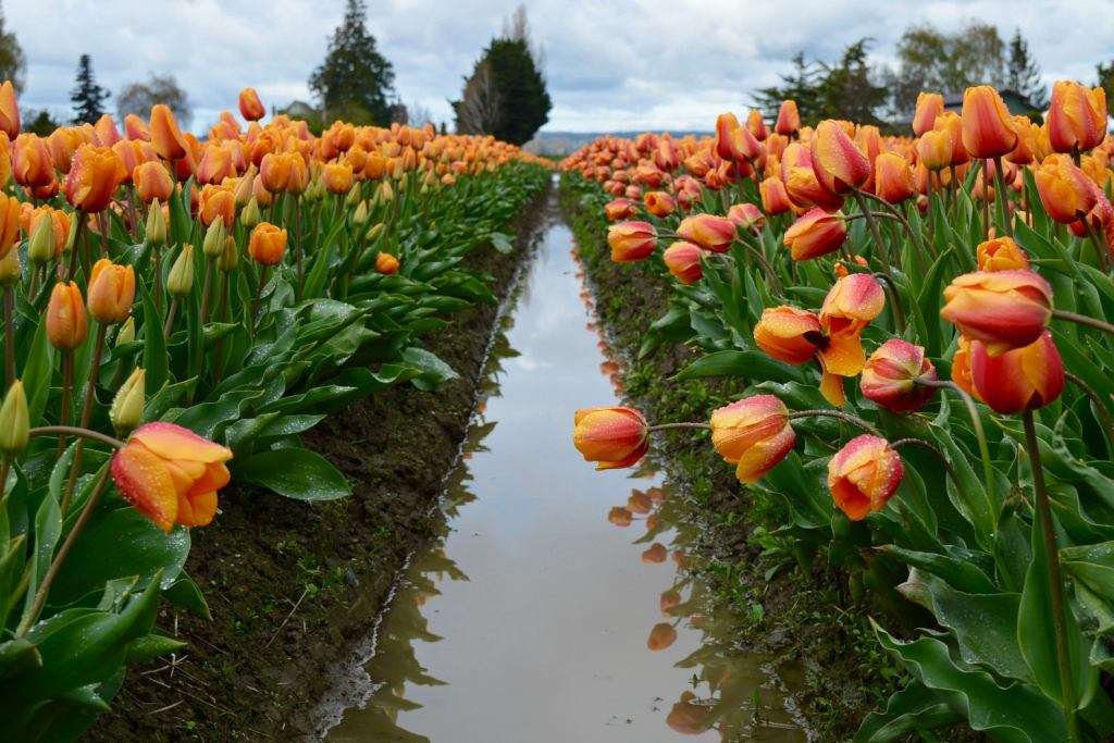 From Fields to Soil: Dutch Tulip Farming Secrets