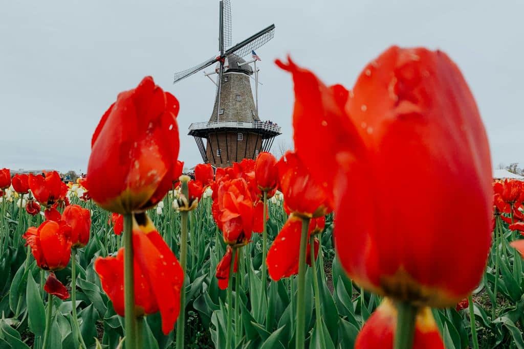 Photo Tips & Hidden Gems - Tulips in Netherlands
