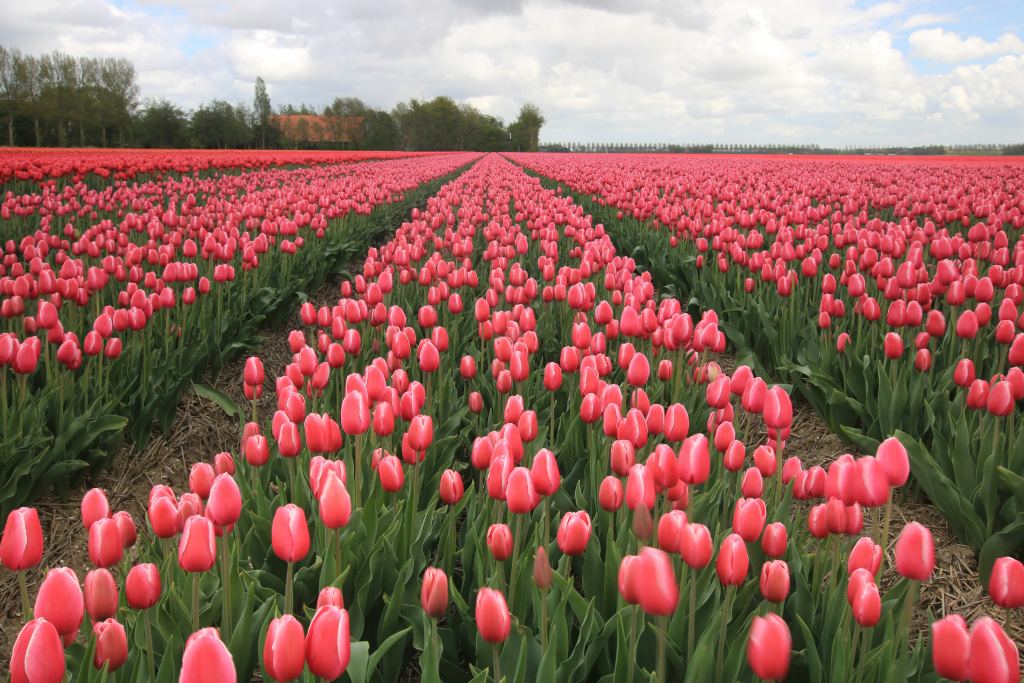Tulip Fields, Heathlands, and the Wadden Sea